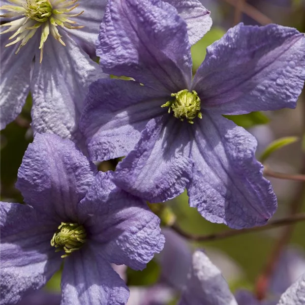 Clematis viticella 'Emilia Plater'