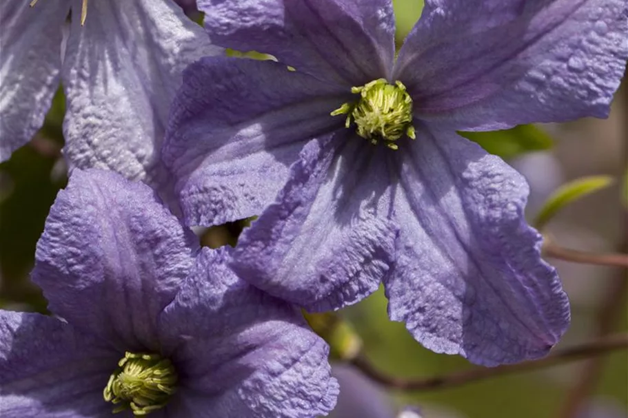 Clematis viticella 'Prince Charles' Topfgröße 2 Liter, Höhe 60-100cm