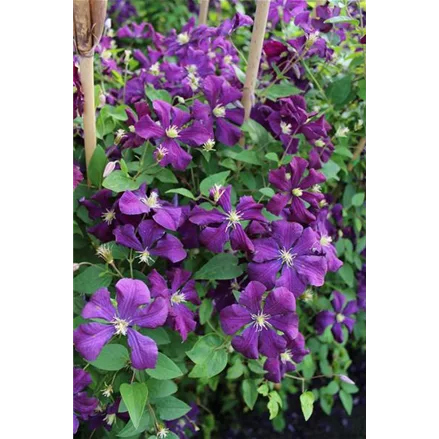 Clematis viticella 'Polish Spirit'