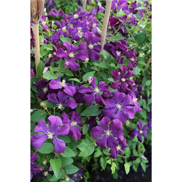 Clematis viticella 'Polish Spirit'