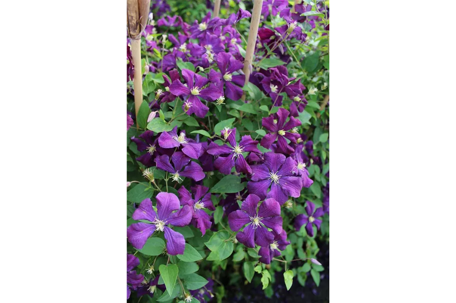 Clematis viticella 'Polish Spirit' Topfgröße 2 Liter, Höhe 60-100cm