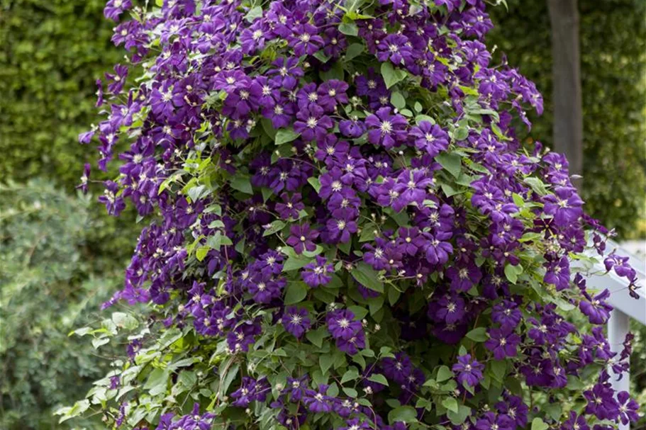 Clematis viticella Topfgröße 2 Liter, Höhe 60-100cm