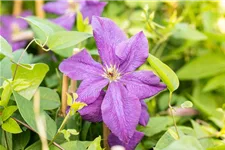 Clematis viticella 'Polish Spirit' Topfgröße 2 Liter, Höhe 60-100cm