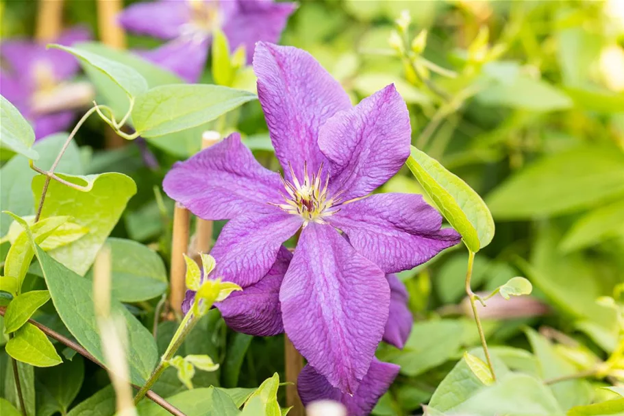 Clematis viticella 'Polish Spirit' Topfgröße 2 Liter, Höhe 60-100cm