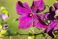 Clematis viticella 'Polish Spirit' Topfgröße 2 Liter, Höhe 60-100cm