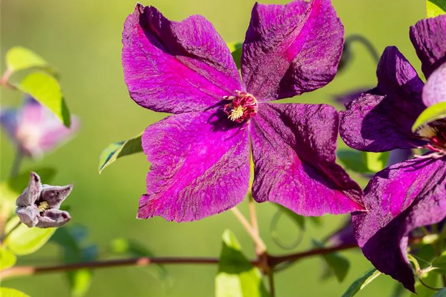 Clematis viticella 'Polish Spirit' Topfgröße 2 Liter, Höhe 60-100cm