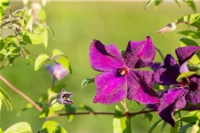 Clematis viticella 'Polish Spirit' Topfgröße 2 Liter, Höhe 60-100cm