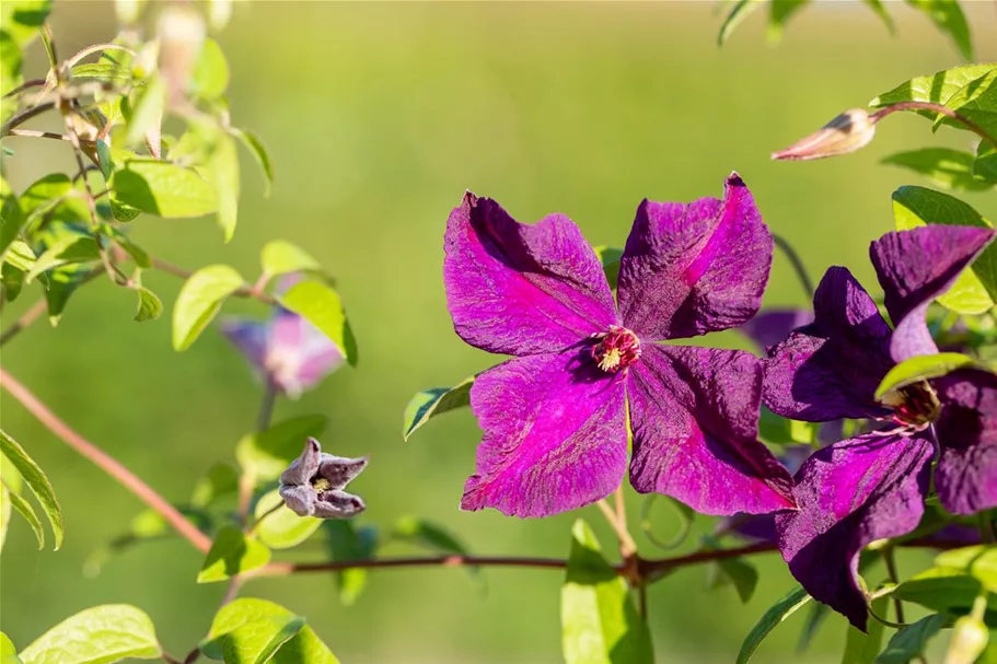 Clematis viticella 'Polish Spirit' Topfgröße 2 Liter, Höhe 60-100cm