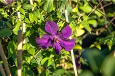 Clematis viticella 'Polish Spirit' Topfgröße 2 Liter, Höhe 60-100cm