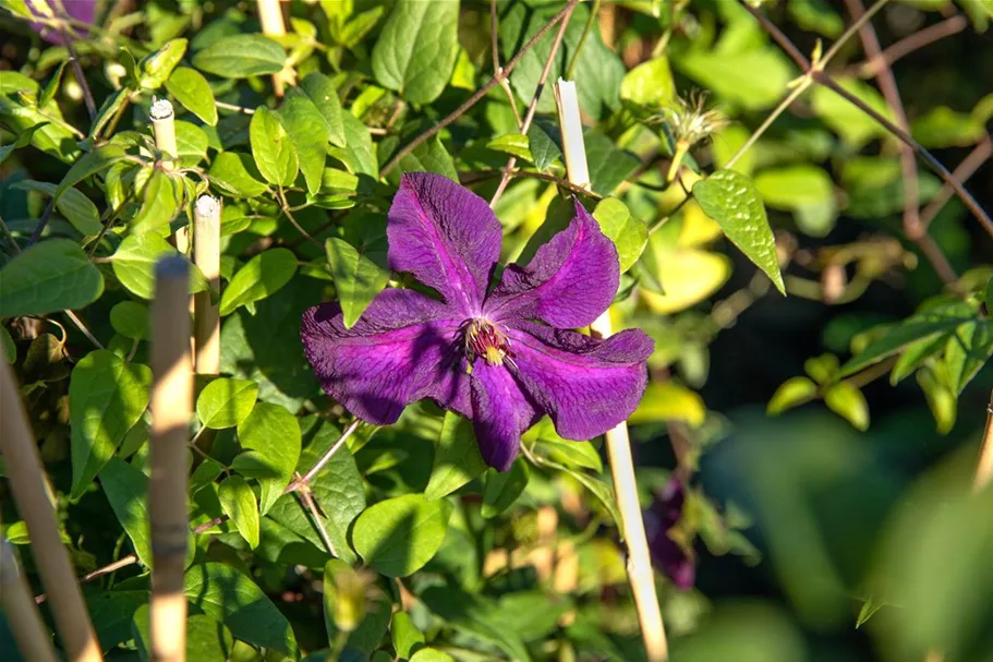 Clematis viticella 'Polish Spirit' Topfgröße 2 Liter, Höhe 60-100cm