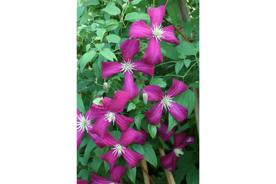 Clematis viticella 'Madame Julia Correvon' Topfgröße 2 Liter, Höhe 60-100cm