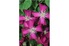 Clematis viticella 'Madame Julia Correvon' Topfgröße 2 Liter, Höhe 60-100cm