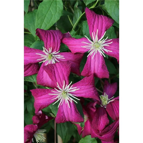 Clematis viticella 'Madame Julia Correvon'