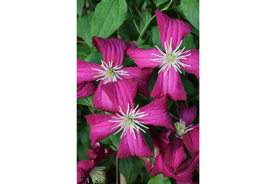 Clematis viticella 'Madame Julia Correvon' Topfgröße 2 Liter, Höhe 60-100cm