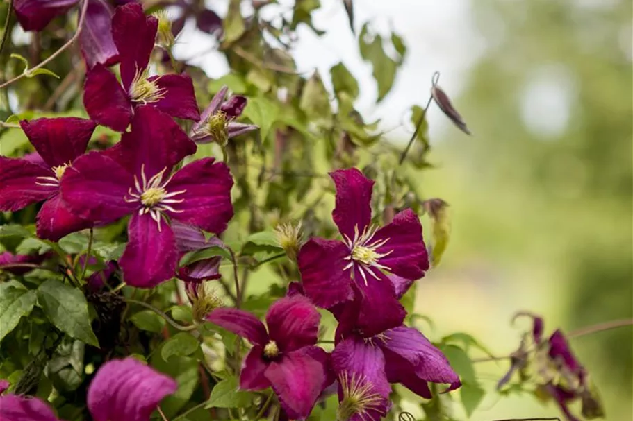 Clematis viticella 'Madame Julia Correvon' Topfgröße 2 Liter, Höhe 60-100cm