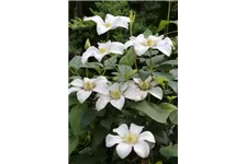 Clematis viticella 'Huldine' Topfgröße 2 Liter, Höhe 60-100cm