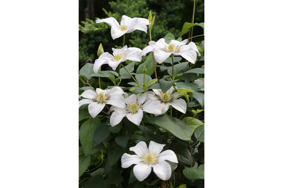 Clematis viticella 'Huldine' Topfgröße 2 Liter, Höhe 60-100cm