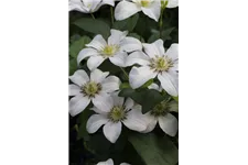 Clematis viticella 'Huldine' Topfgröße 2 Liter, Höhe 60-100cm