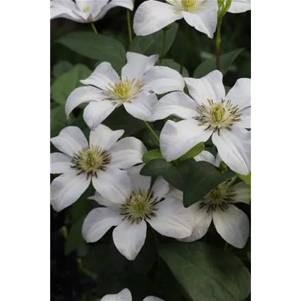 Clematis viticella 'Huldine'