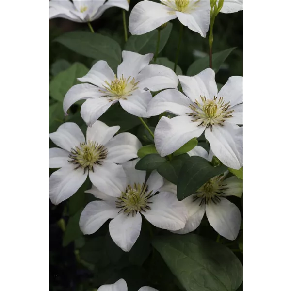 Clematis viticella 'Huldine'