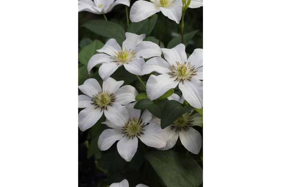 Clematis viticella 'Huldine' Topfgröße 2 Liter, Höhe 60-100cm