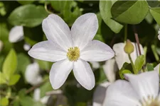 Clematis viticella 'Huldine' Topfgröße 2 Liter, Höhe 60-100cm