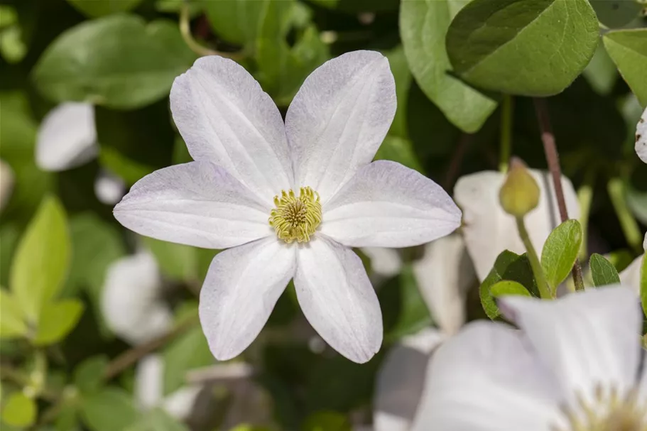 Clematis viticella 'Huldine' Topfgröße 2 Liter, Höhe 60-100cm