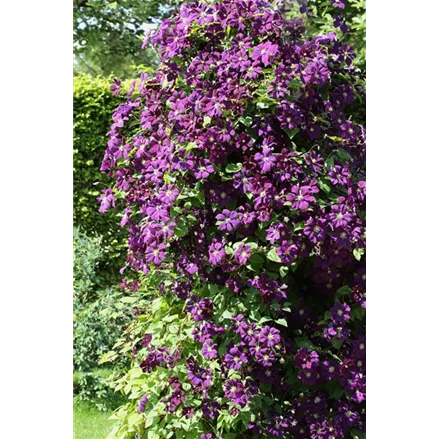 Clematis viticella 'Etoile Violette'