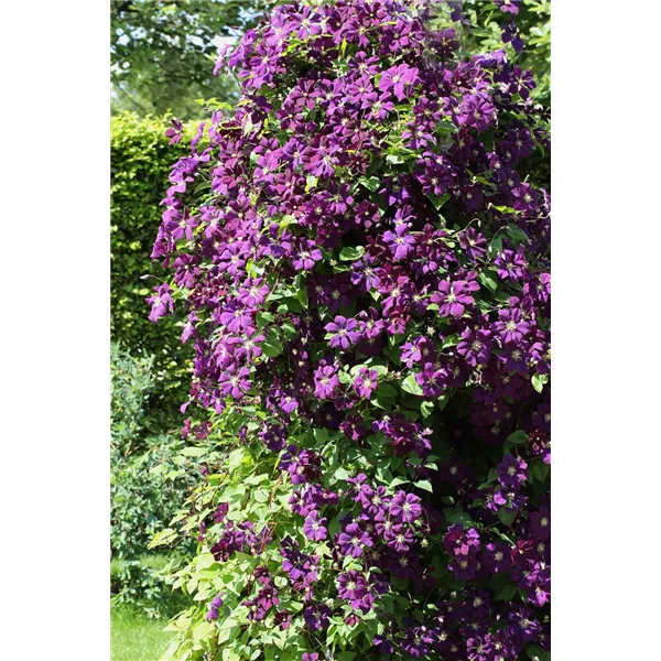 Clematis viticella 'Etoile Violette'