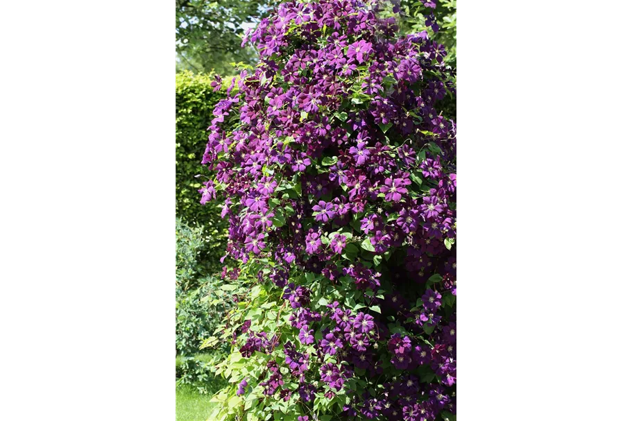 Clematis viticella 'Etoile Violette' Topfgröße 2 Liter, Höhe 60-100cm