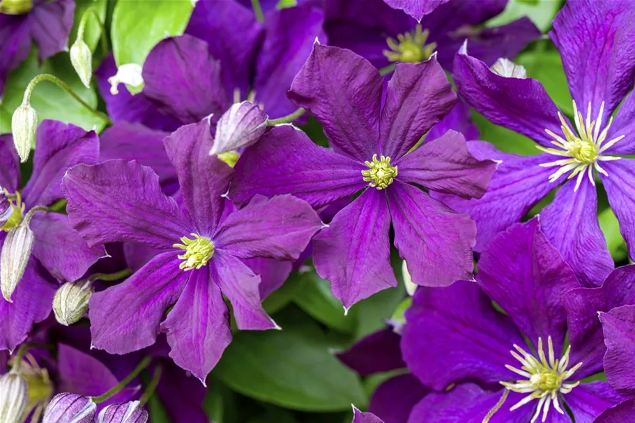 Clematis viticella Topfgröße 2 Liter, Höhe 60-100cm