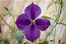 Clematis viticella 'Etoile Violette' Topfgröße 2 Liter, Höhe 60-100cm