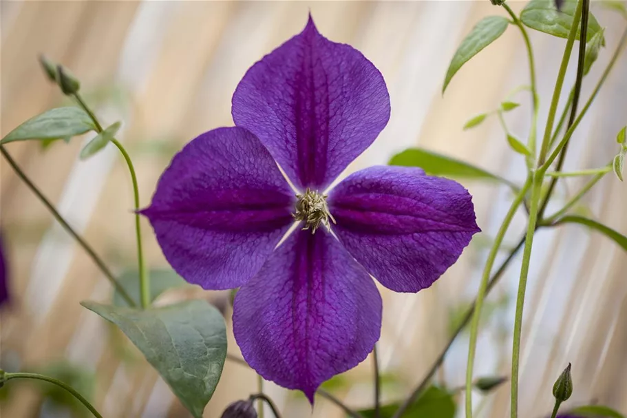 Clematis viticella 'Etoile Violette' Topfgröße 2 Liter, Höhe 60-100cm