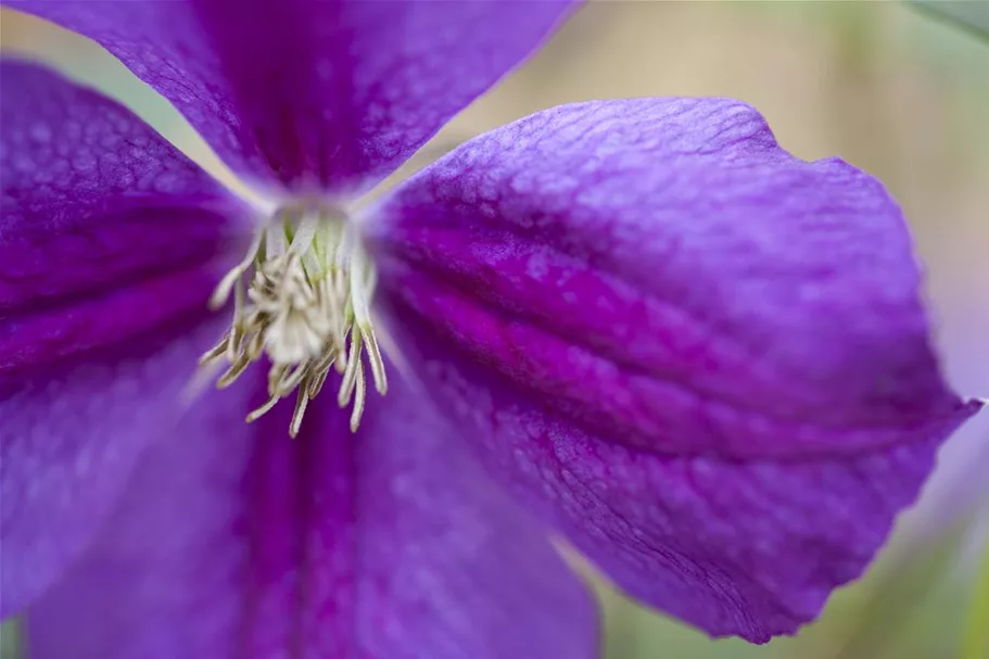 Clematis viticella 'Etoile Violette' Topfgröße 2 Liter, Höhe 60-100cm