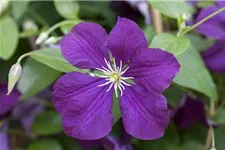 Clematis viticella 'Etoile Violette' Topfgröße 2 Liter, Höhe 60-100cm