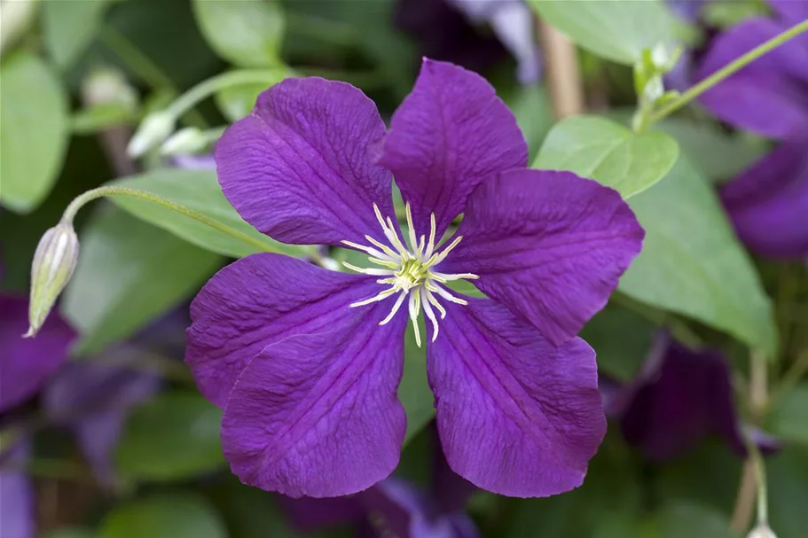 Clematis viticella 'Etoile Violette' Topfgröße 2 Liter, Höhe 60-100cm