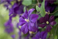 Clematis viticella 'Etoile Violette' Topfgröße 2 Liter, Höhe 60-100cm