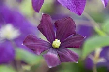 Clematis viticella 'Etoile Violette' Topfgröße 2 Liter, Höhe 60-100cm