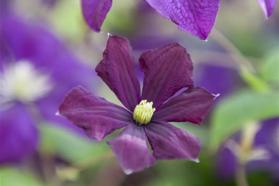 Clematis viticella 'Etoile Violette' Topfgröße 2 Liter, Höhe 60-100cm