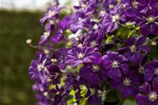 Clematis viticella 'Etoile Violette' Topfgröße 2 Liter, Höhe 60-100cm