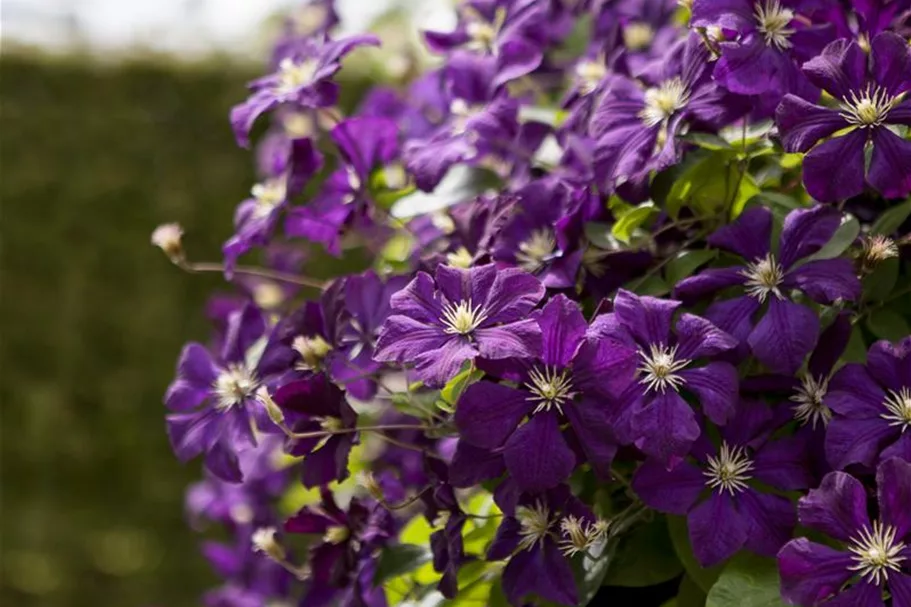 Clematis viticella 'Etoile Violette' Topfgröße 2 Liter, Höhe 60-100cm