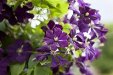 Clematis viticella Topfgröße 2 Liter, Höhe 60-100cm