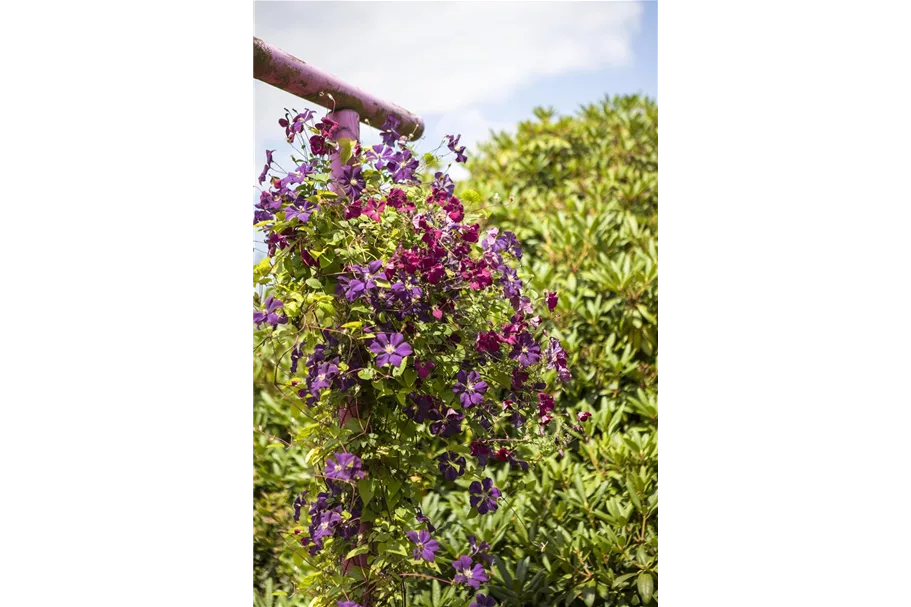 Clematis viticella Topfgröße 2 Liter, Höhe 60-100cm