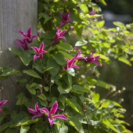 Clematis texensis 'Princess Diana'