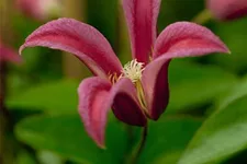 Clematis texensis 'Princess Diana' Topfgröße 2 Liter, Höhe 60-100cm