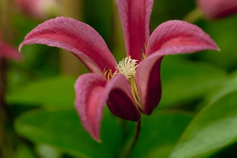 Clematis texensis 'Princess Diana' Topfgröße 2 Liter, Höhe 60-100cm