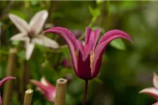 Clematis texensis 'Princess Diana' Topfgröße 2 Liter, Höhe 60-100cm