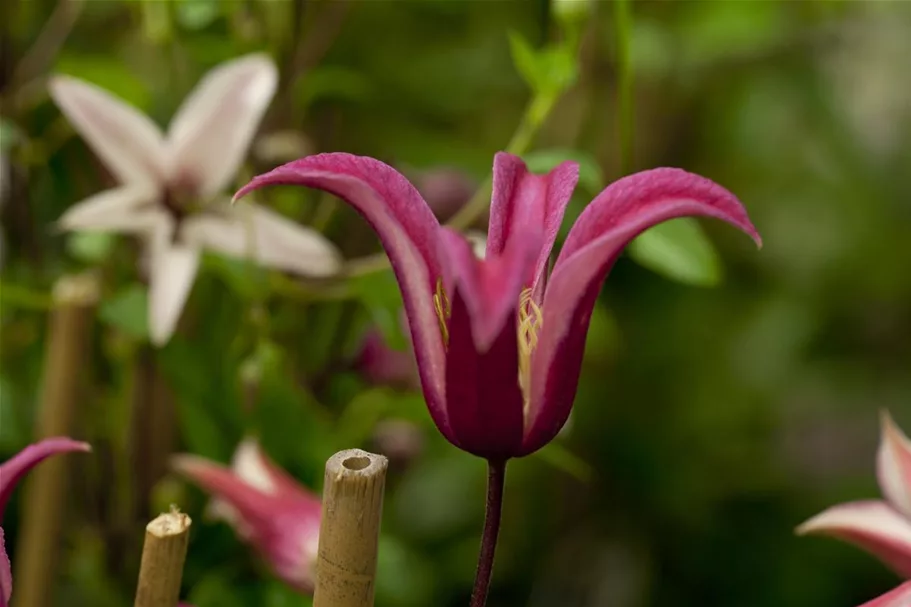 Clematis texensis 'Princess Diana' Topfgröße 2 Liter, Höhe 60-100cm