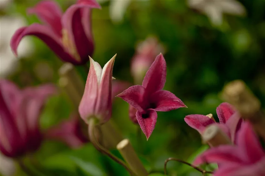 Clematis texensis 'Princess Diana' Topfgröße 2 Liter, Höhe 60-100cm