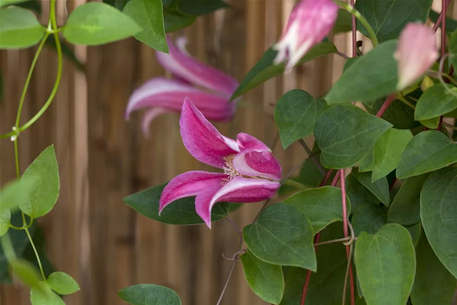 Clematis texensis 'Princess Diana' Topfgröße 2 Liter, Höhe 60-100cm